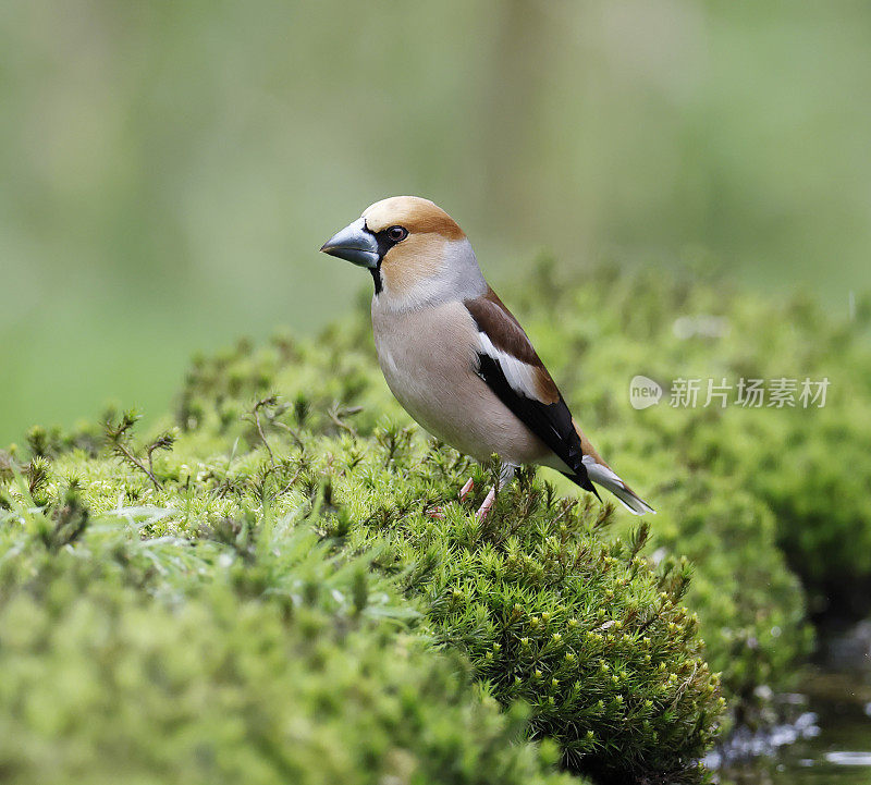 山雀（Coccothraustes coccothraustes）国际象棋